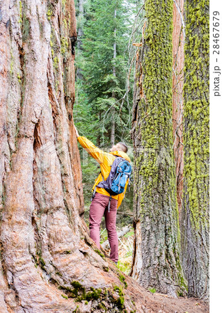 Tourist with backpack hiking in Sequoia National Park 28467679