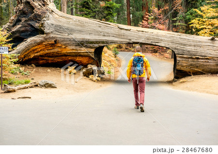 Tourist with backpack hiking in Sequoia National Park 28467680
