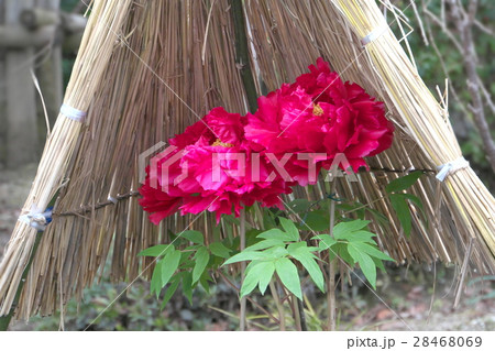 冬牡丹 冬牡丹 28468069