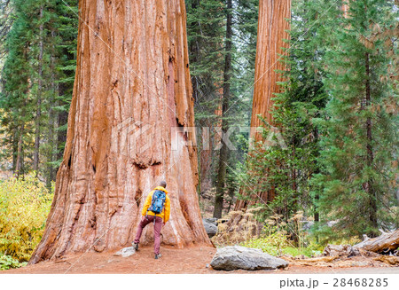 Tourist hiking in Sequoia National Park 28468285