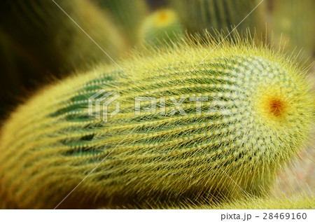 サボテン（和名：キンコウマル） 28469160