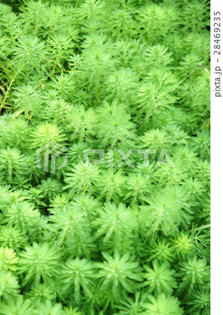 植物 工場 プランツ 28469235