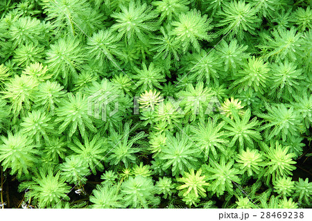 植物 工場 プランツ 28469238