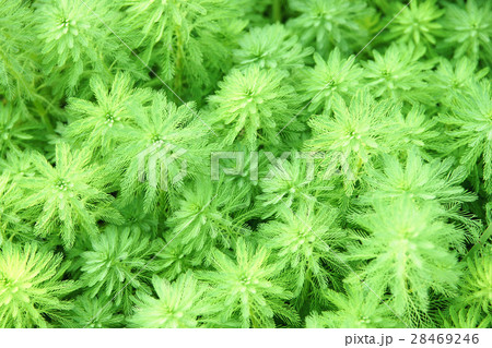 植物 工場 プランツ 28469246