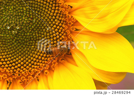 ひまわり 向日葵 ソレイユの丘 28469294