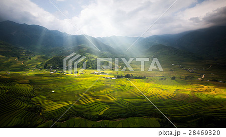 Landscape of rice field in Tule Landscape of rice field in Tule 28469320