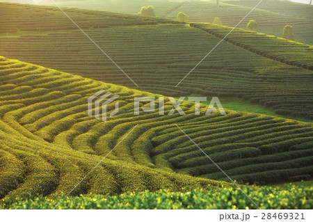 Sunset at choui fong tea farm Sunset at choui fong tea farm 28469321