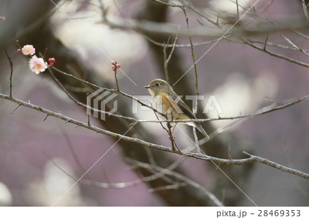 ルリビタキ メス ルリビタキ メス 28469353