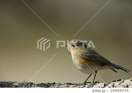 ルリビタキ　メス 28469354