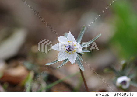 セツブンソウ セツブンソウ 28469546