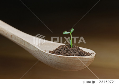 スプーンの双葉 28469721