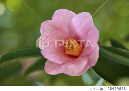 ツバキ　春の茶花　太郎冠者 28469848