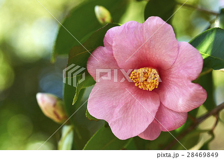 ツバキ 春の茶花 太郎冠者の写真素材