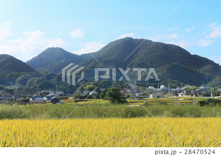 秋の実りの頃の二上山 28470524