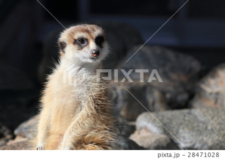 徳山動物園　ミーアキャット 28471028
