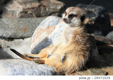 徳山動物園　　ミーアキャット 28471029
