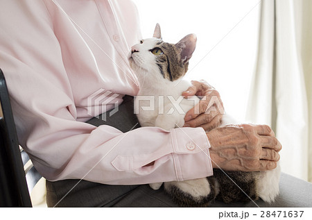猫を抱くシニア 28471637