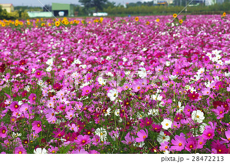 アキザクラ コスモ コスモス 28472213