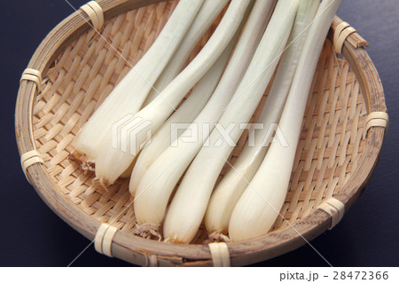 エシャロット 28472366