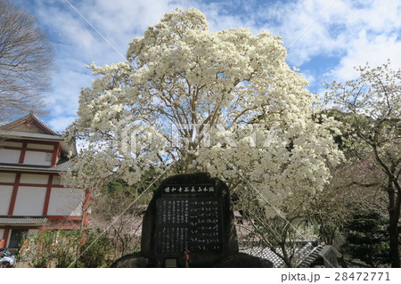 長谷寺の白木蓮 長谷寺の白木蓮 28472771