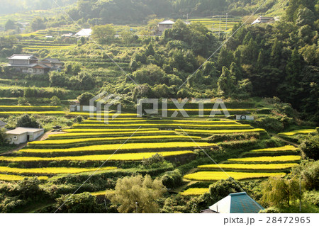 棚田 28472965