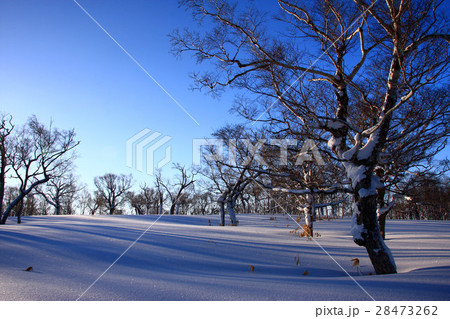 朝の雪原～蓬莱山の冬景色 28473262