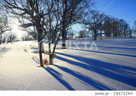 朝の雪原～蓬莱山の冬景色 28473264