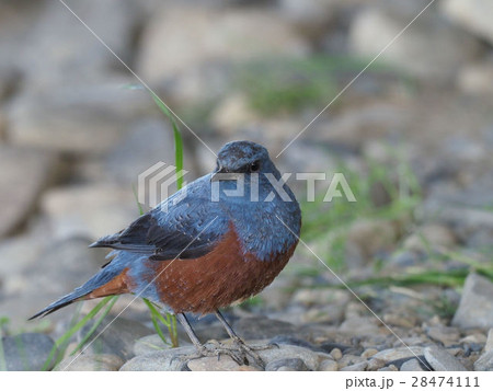 イソヒヨドリ イソヒヨドリ 28474111