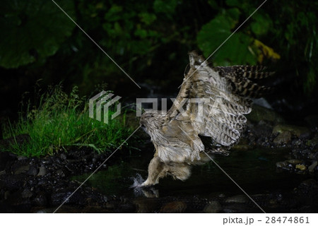 シマフクロウの狩り シマフクロウの狩り 28474861