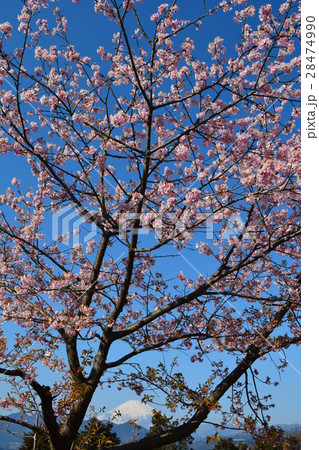 河津桜と富士山 28474990