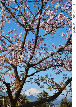 河津桜と富士山 28474991