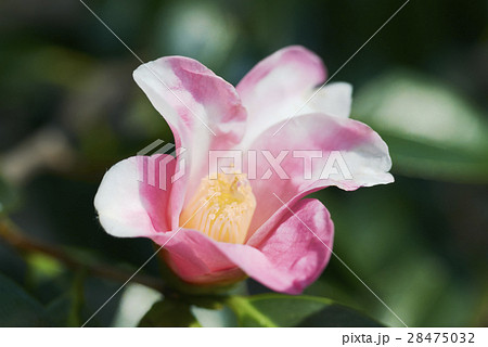 椿 乙姫 椿 乙姫 28475032