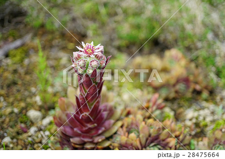 魅力的な多肉植物センペルビウムの花の写真素材