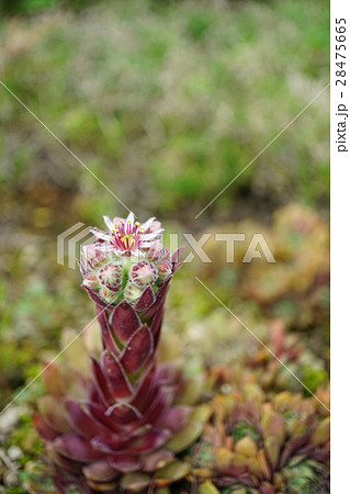 魅力的な多肉植物センペルビウムの花の写真素材