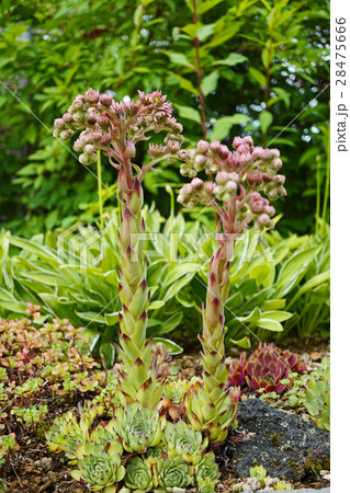 魅力的な多肉植物センペルビウムの花の写真素材