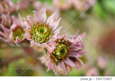 魅力的な多肉植物センペルビウムの花の写真素材