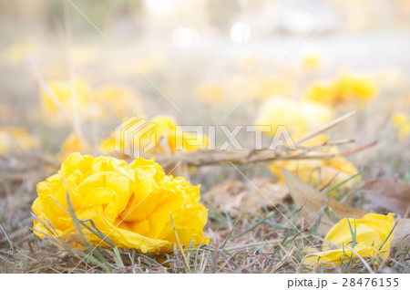 yellow flowers on grass summer yellow flowers on grass summer 28476155