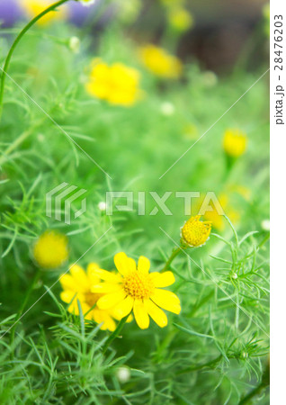 yellow daisy flowers in the park 28476203