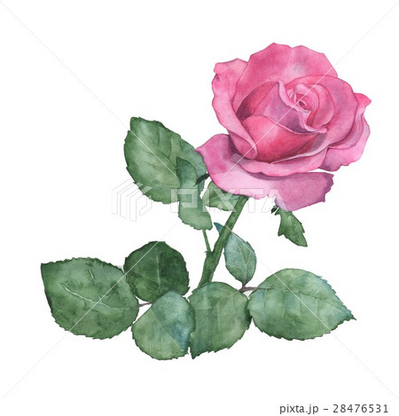 Watercolor illustration of a rose. 28476531