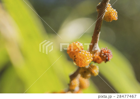 wild fruit wild fruit 28477467