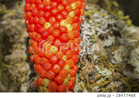 konjac seed konjac seed 28477468