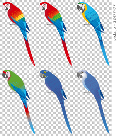 コンゴウインコのイラスト素材 [28477477] - PIXTA