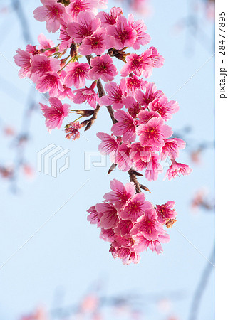 Spring cherry blossoms, pink flowers 28477895