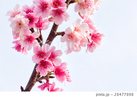 Spring cherry blossoms, pink flowers 28477898