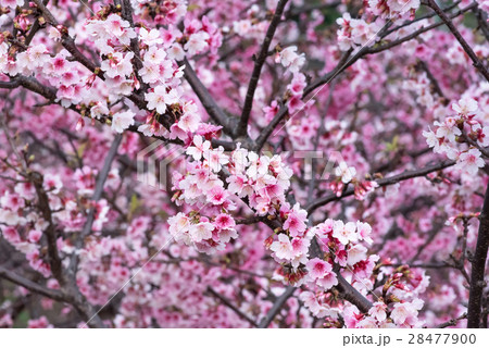 Spring cherry blossoms, pink flowers 28477900