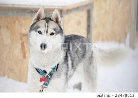 gray Siberian Husky  28478613