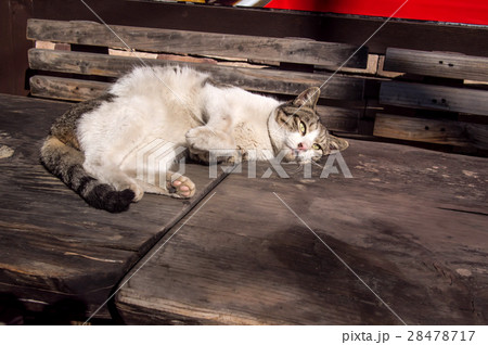 Stray cat lay down on the wooden table 28478717