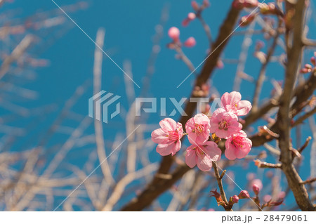 beautiful Pink Cherry blossom flowers vintage sky  28479061