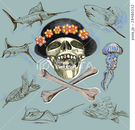 Pirate skull and underwater life Hand drawn vector 28480332