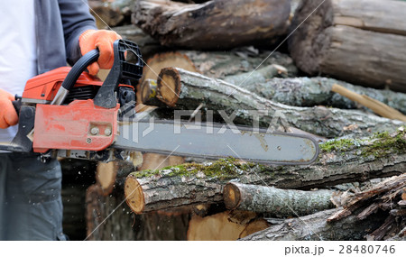 Chainsaw and tree 28480746